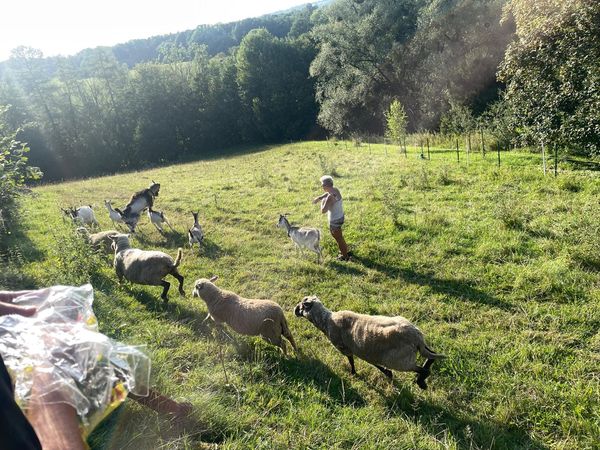 Dzieci bawiące się z kozami i owcami na zielonym pastwisku – terapia ruchem i naturą