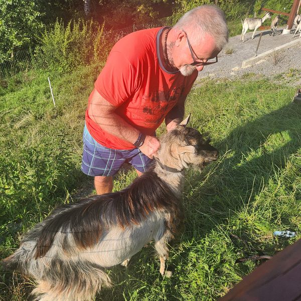 Osoba głaszcząca kozę na pastwisku – terapeutyczny wpływ dotyku zwierząt